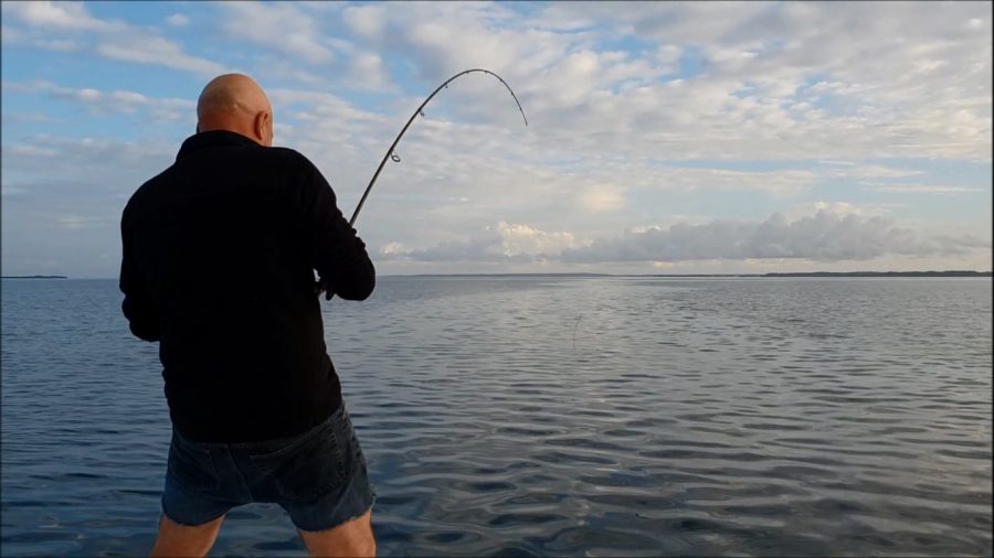 Combat avec un joli tarpon de Guadeloupe