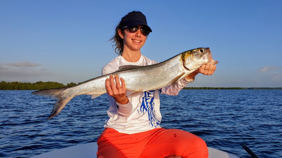 Ladyfish / Elops de Guadeloupe