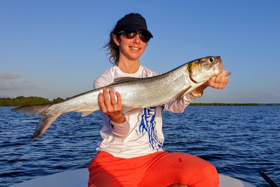 Ladyfish / Elops de Guadeloupe