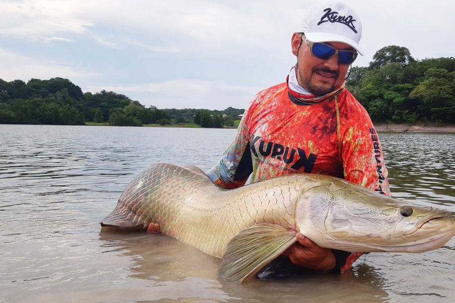 Pêche de l’arapaima ou pirarucu en amazonie brésilienne
