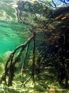 mangrove de guadeloupe