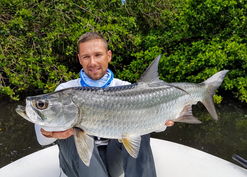 Baby Tarpon From Mangrove