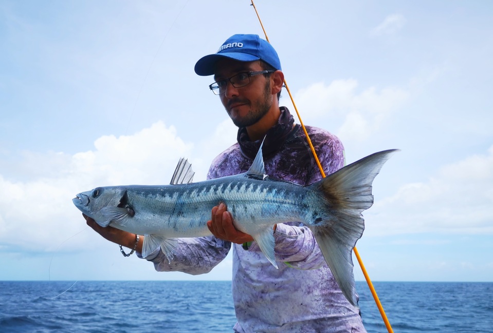 Un beau barracuda du large.