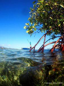 Boat fishing in the mangrove of Guadeloupe