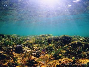 Coral reef in the bottom of the lagoon