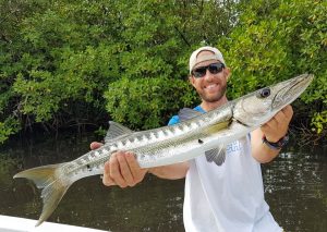 Barracuda in mangrove