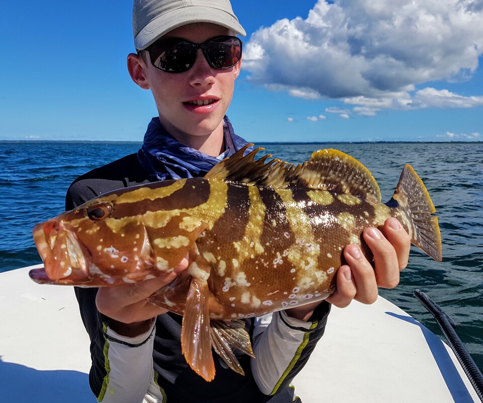 Nassau Grouper