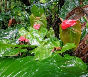 La forêt tropicale de guadeloupe.