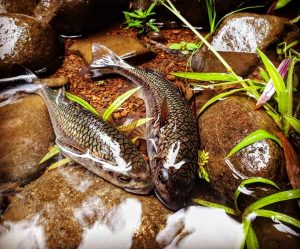 Les poissons de Guadeloupe : les mulets montagne.