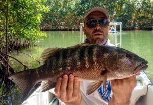 Les poissons de Guadeloupe : un joli pagre de mangrove.