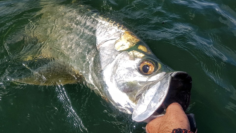 Joli baby tarpon.