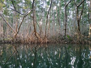La mangrove de Guadeloupe vue de l'intérieur.