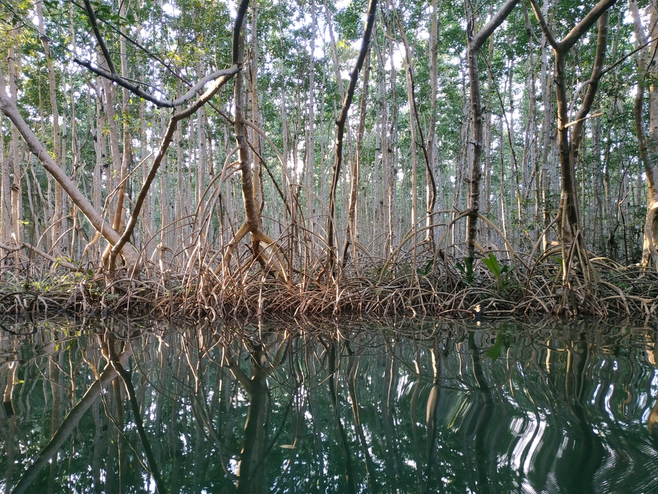 La mangrove de Guadeloupe vue de l'intérieur.