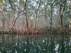 Mangrove trees