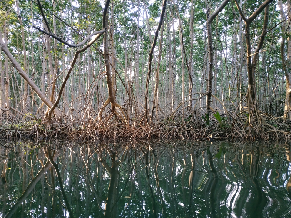 Mangrove trees