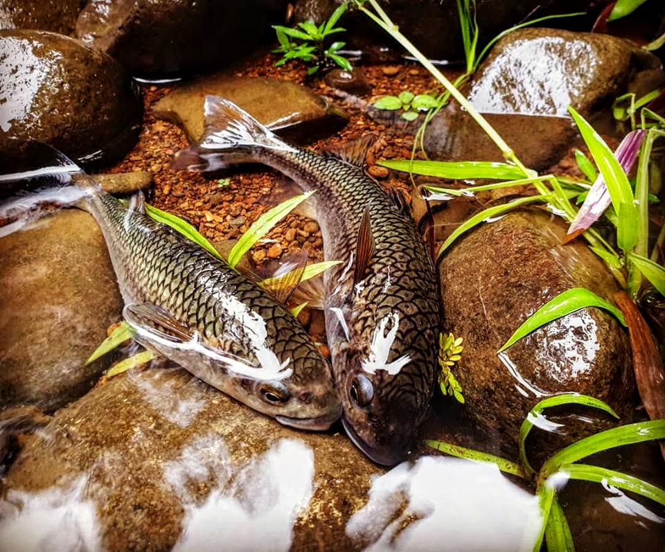 Mountain Mullet