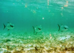 Fly fishing in guadeloupe