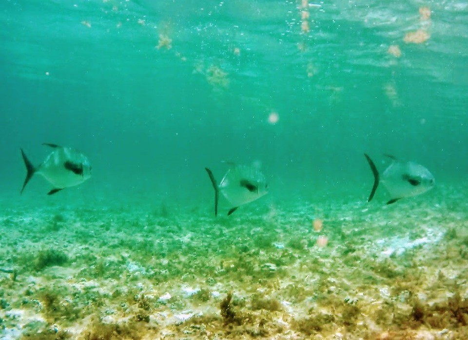 Fly fishing in guadeloupe