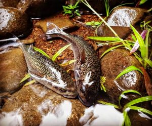 pêche à la mouche en rivière