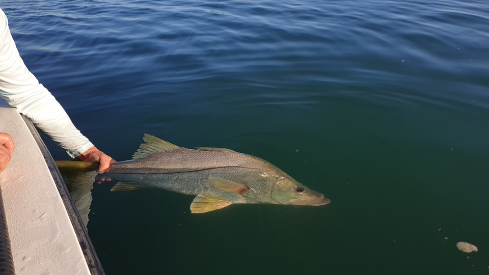 snook guadeloupe