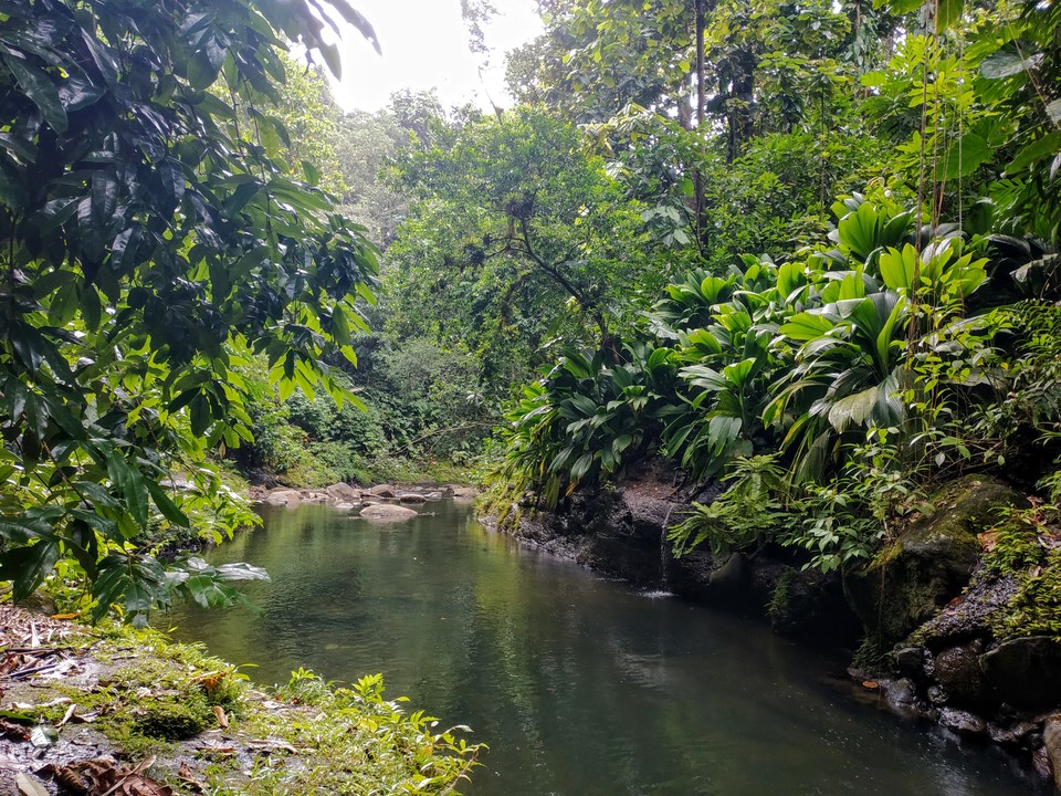 Une des nombreuses rivières de Guadeloupe.