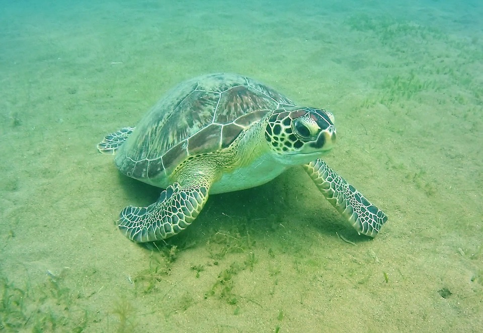 Une tortue verte.