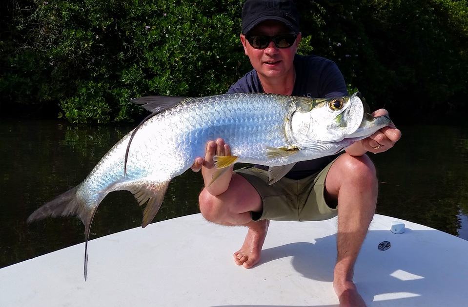 Un beau baby tarpon en mangrove.