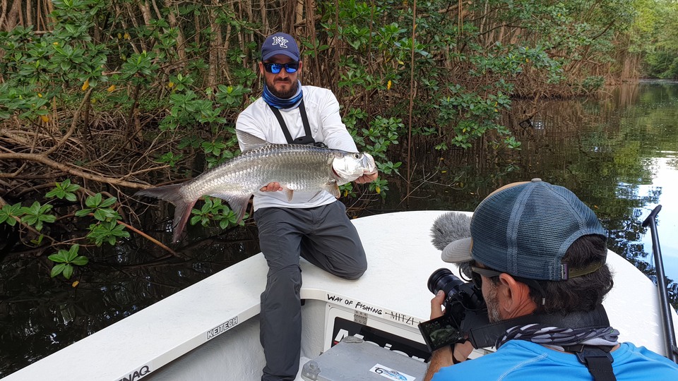 baby tarpon en mangrove