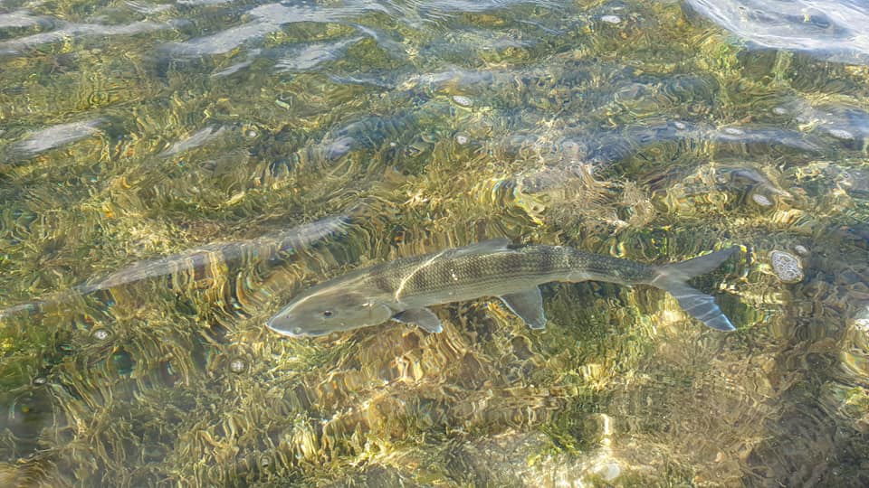 pêcher en guadeloupe